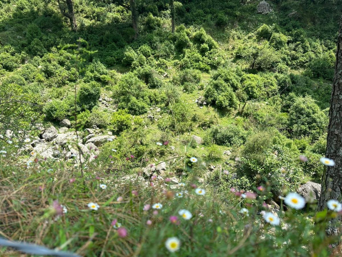 Deodar Village Homestay Devalsari ムスーリー エクステリア 写真