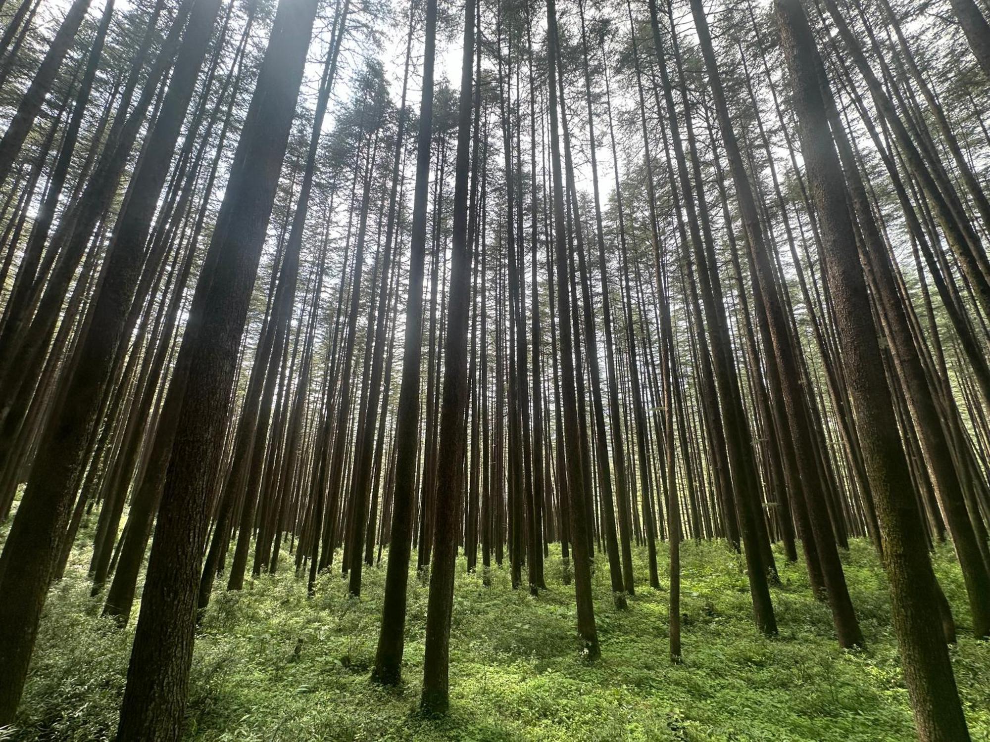 Deodar Village Homestay Devalsari ムスーリー エクステリア 写真