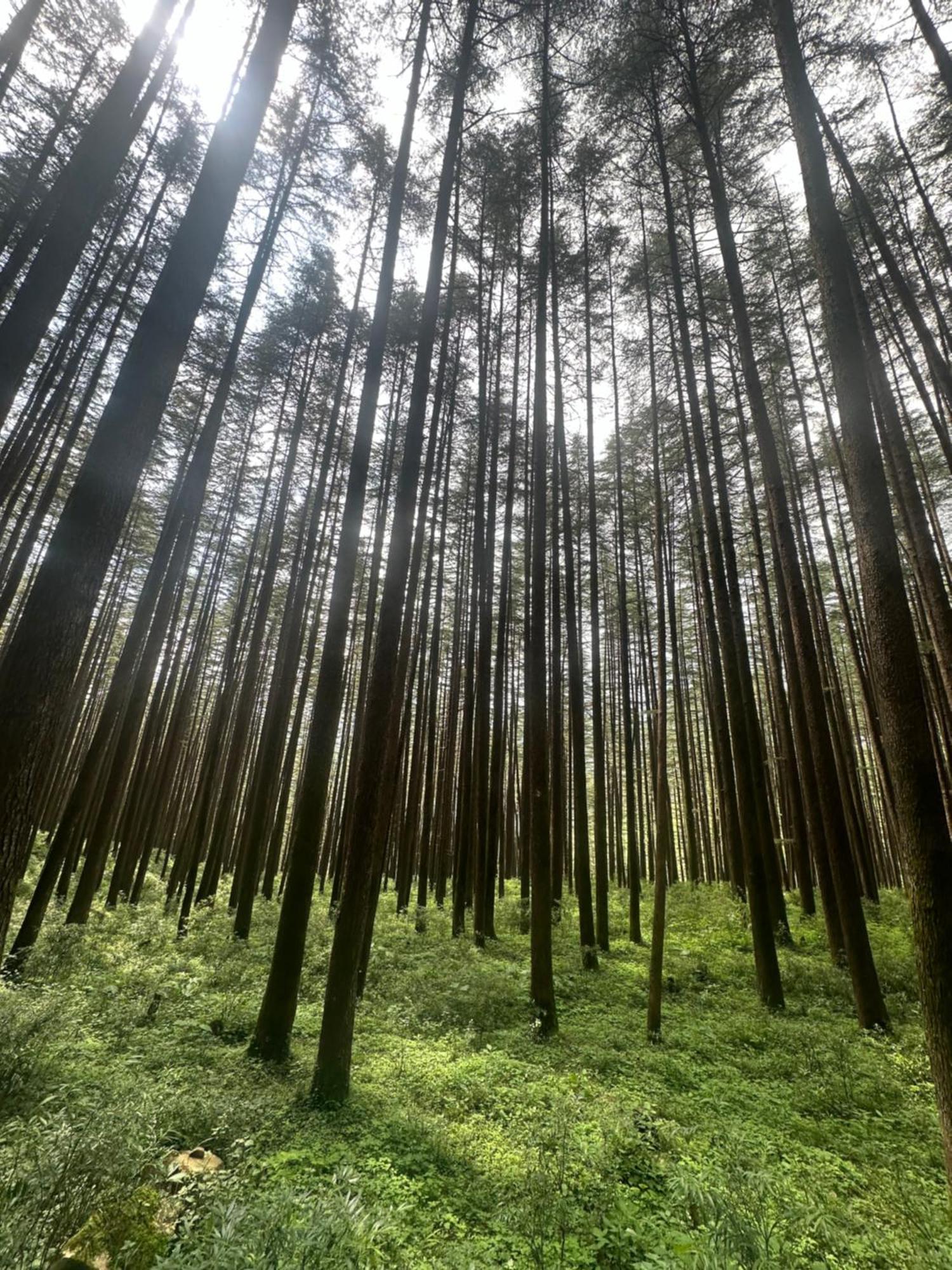 Deodar Village Homestay Devalsari ムスーリー エクステリア 写真